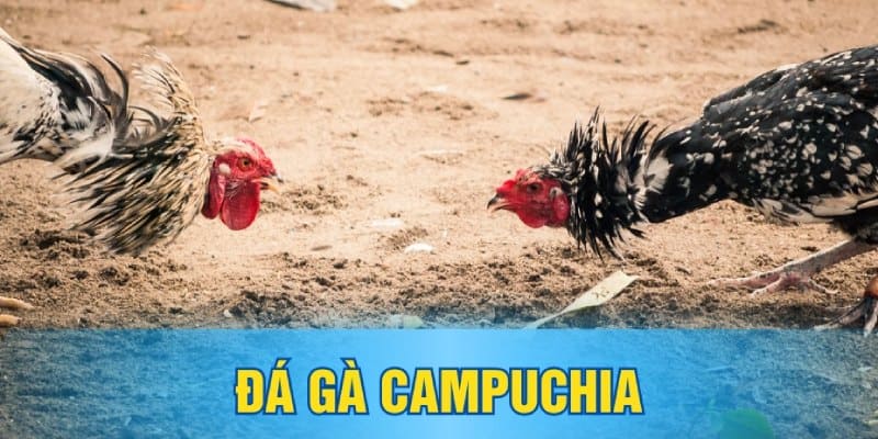 da-ga-ww88-campuchia